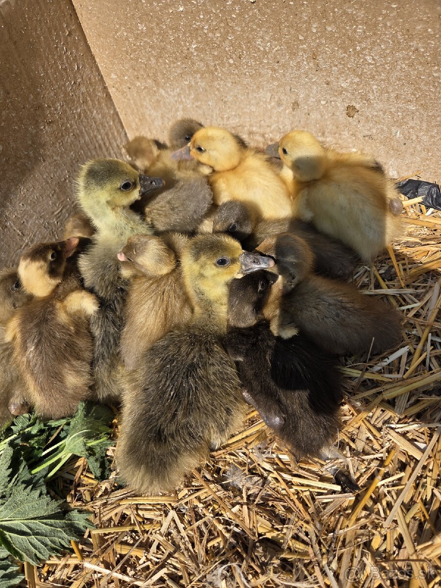 indické bežce, násadové vajcia, káčatá, kačice - 3