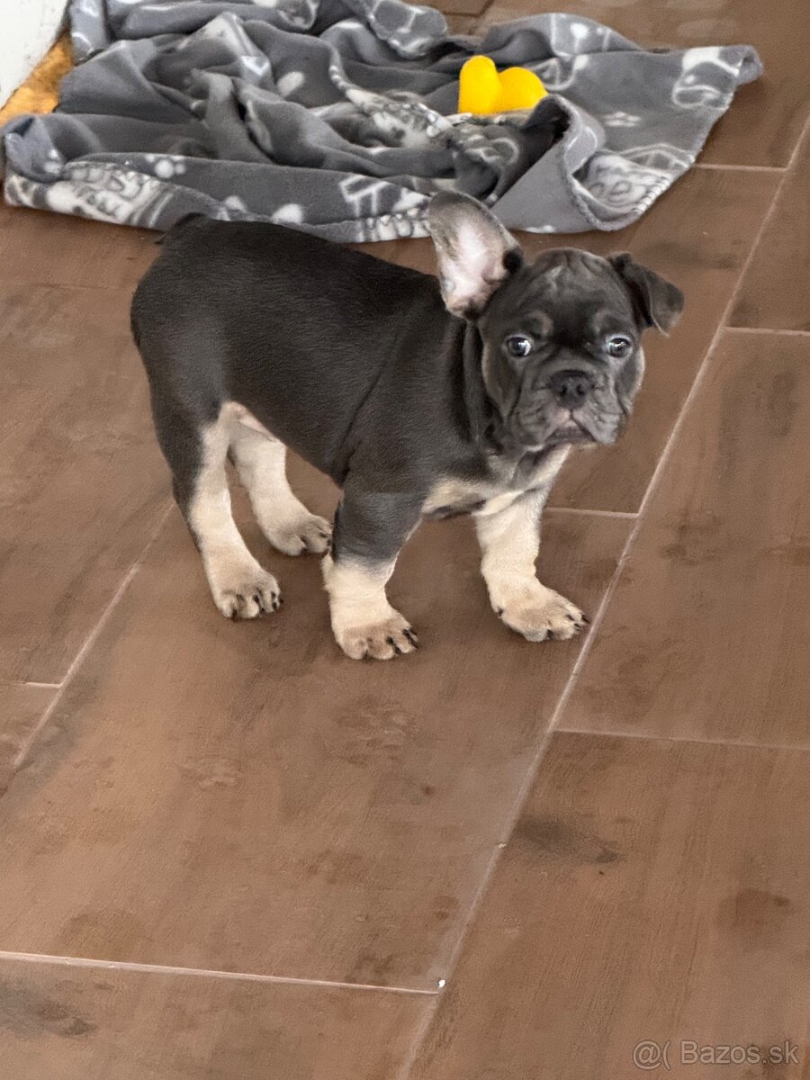 Francúzky buldoček bulldog buldog - 3
