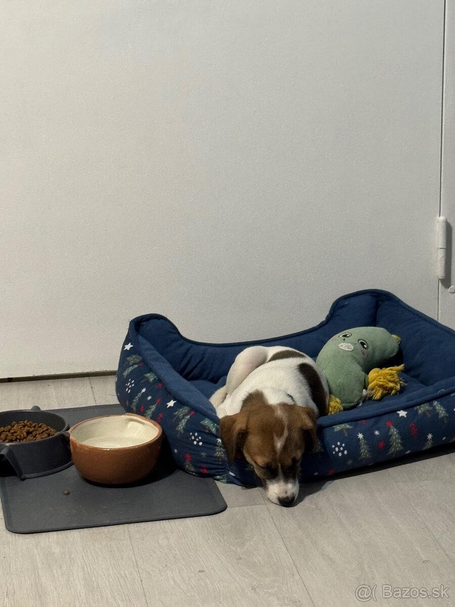 Jack Rusell - Rio - 3