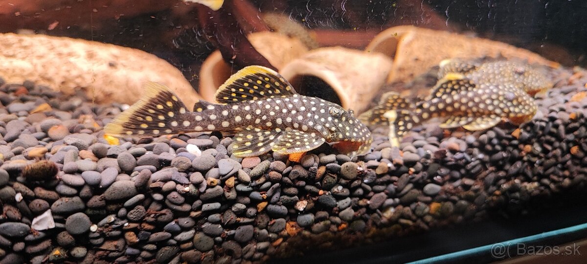 Baryancistrus sp L018 Golden nugget - 3