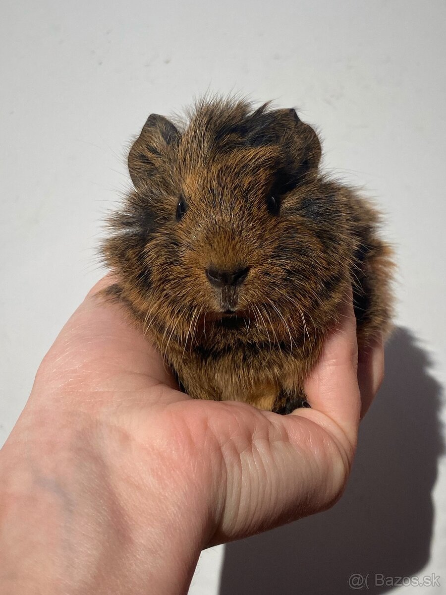 Morčata - 3