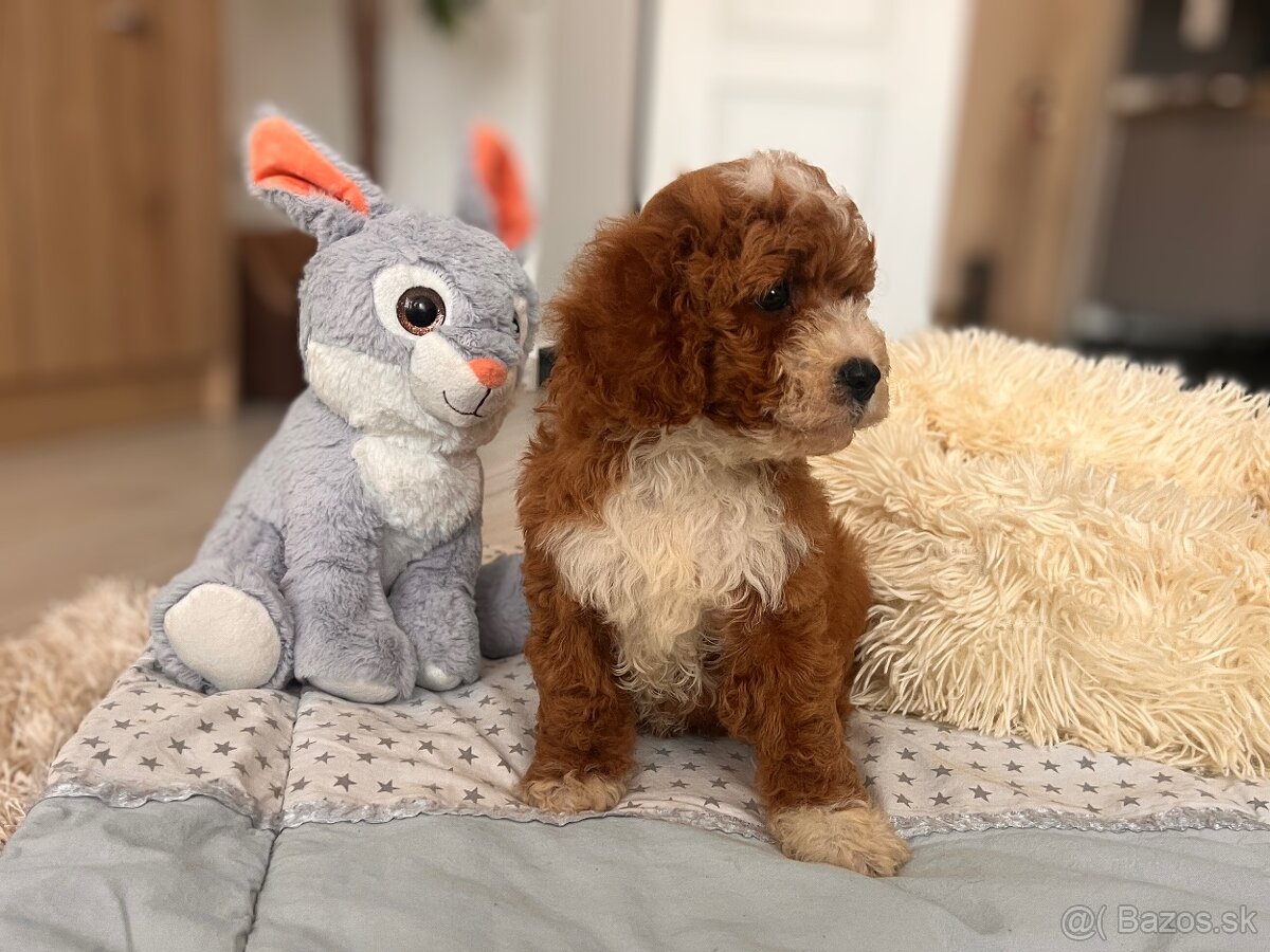 Roztomilé šteniatka Cavapoo - 3