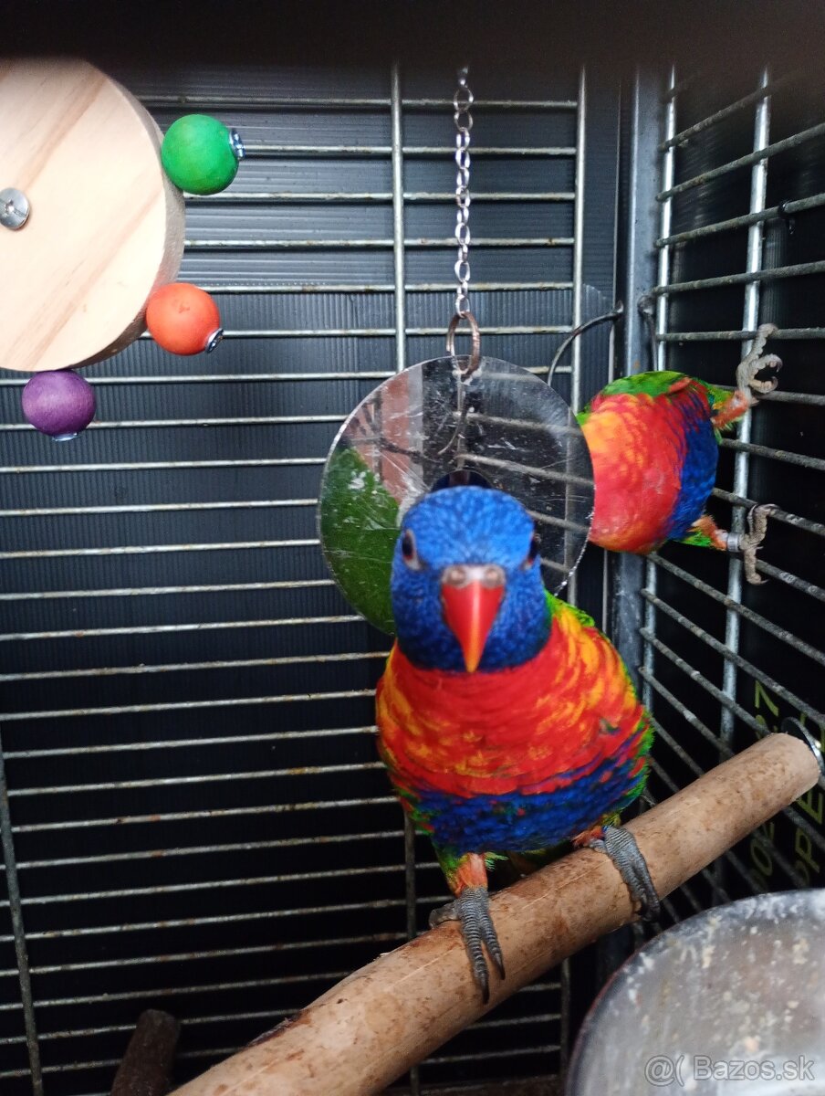Lory horský mnohofarebny - 3