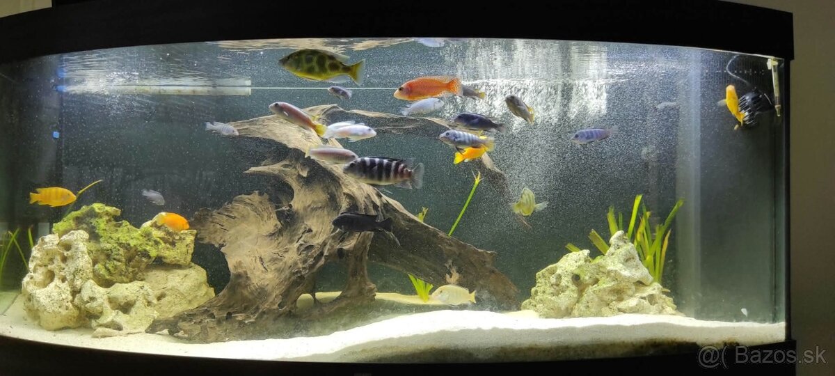 Akvarium - 3