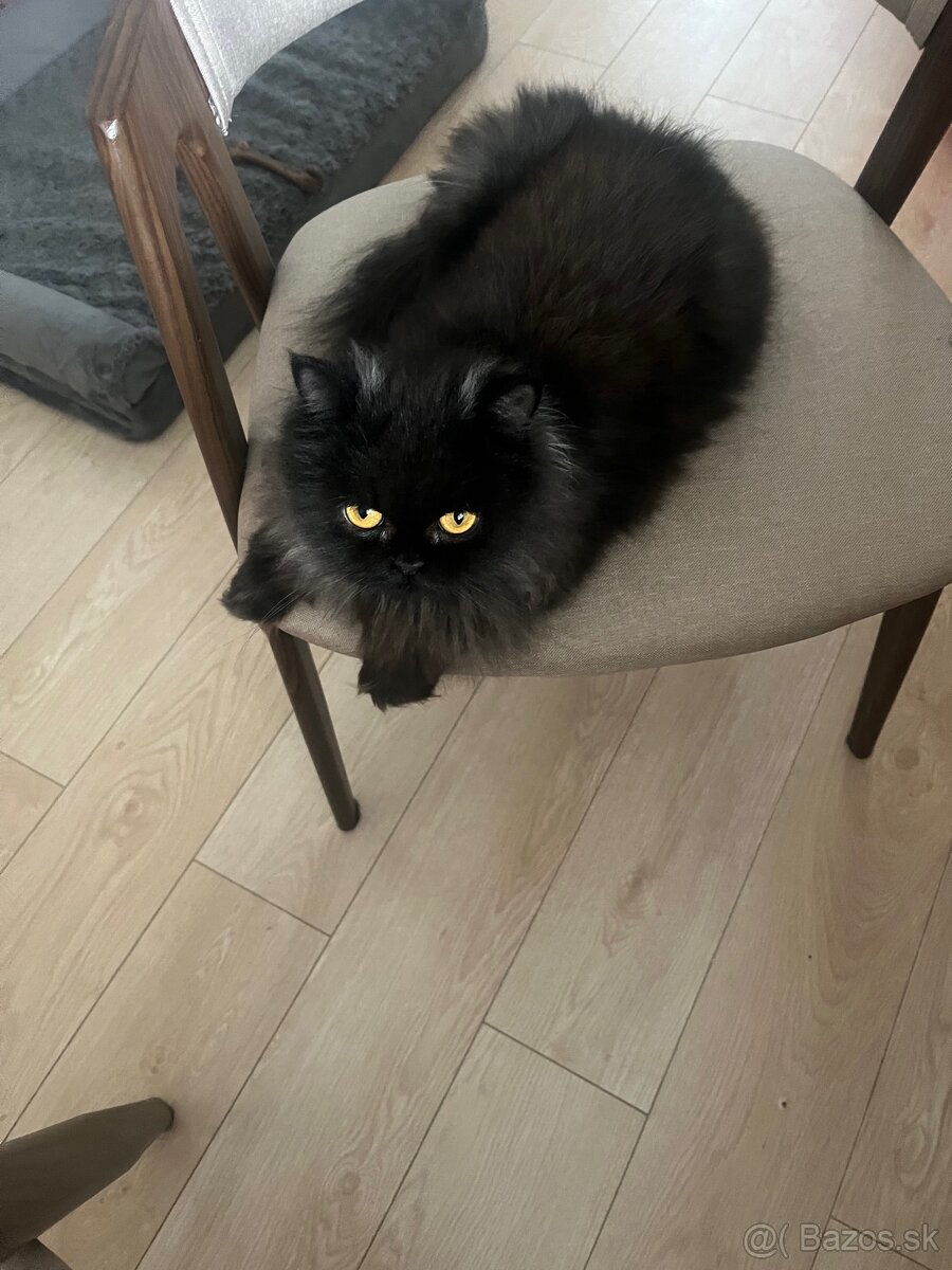 Perzská perská činčila - 3