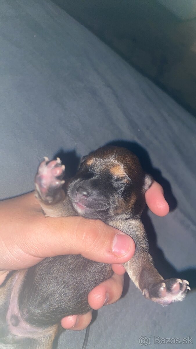 Predám šteniatka Yorkšira - 3