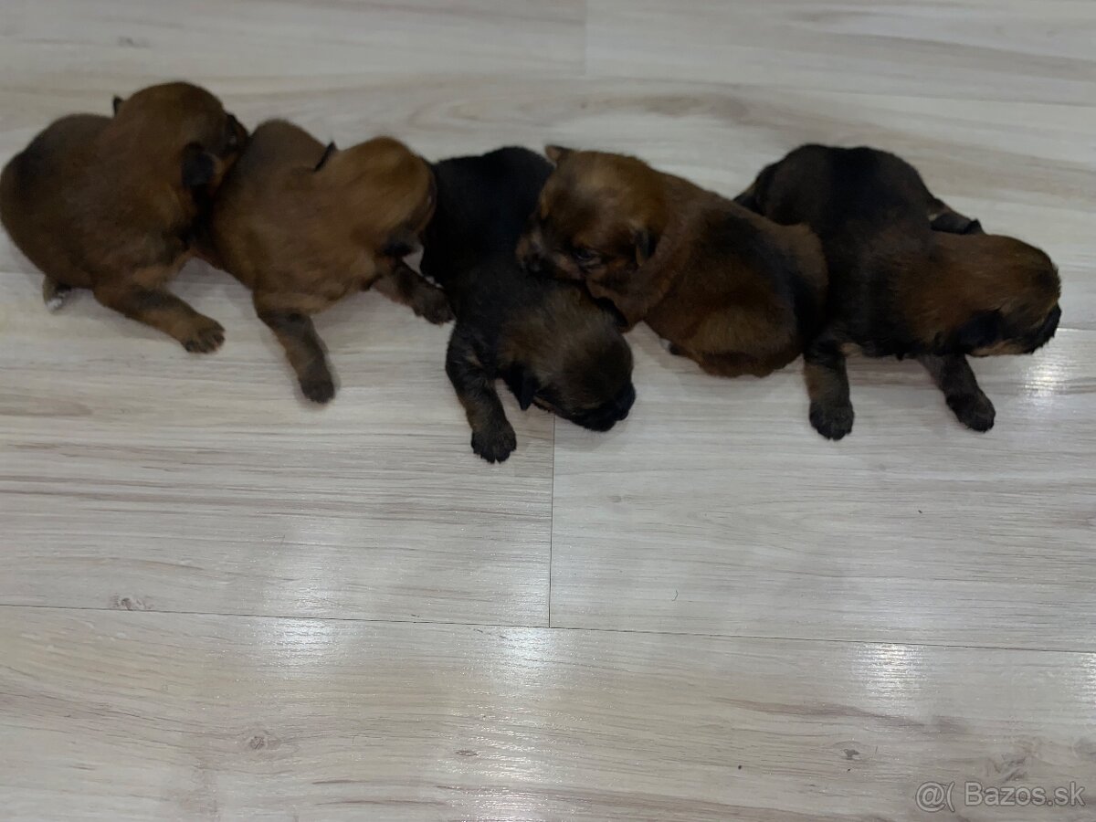 Predám šteniatka Yorkšira - 3