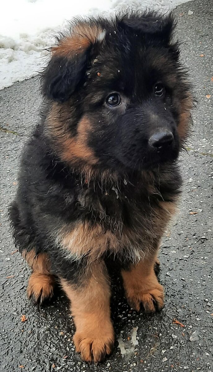 Nemecký ovčiak - 3