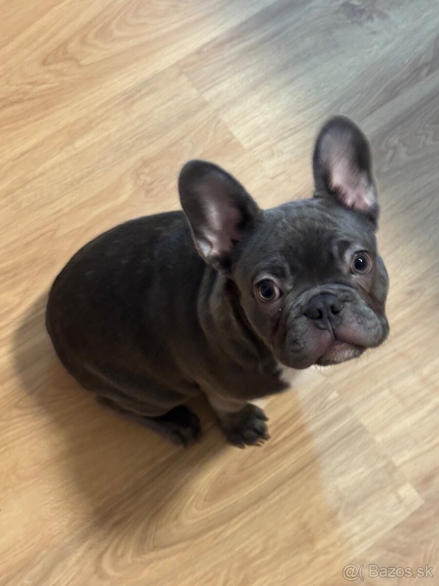 Predám francúzkeho buldočka - 3