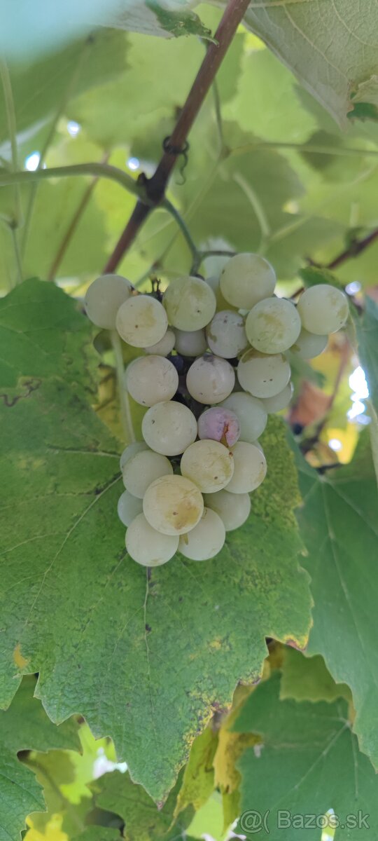 Tmavé a biele hrozno na samozber - 3