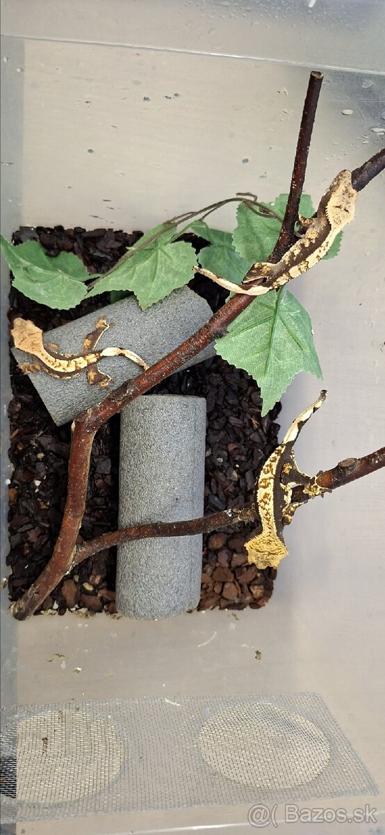 Pagekon riasnaty - 3