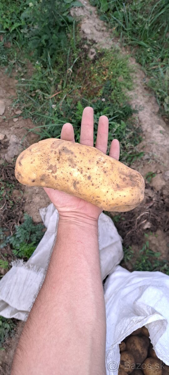 Zemiaky konzumné Spišské Vlachy - 3