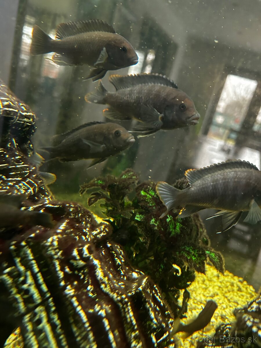 Africke cichlíd hnedé - 3