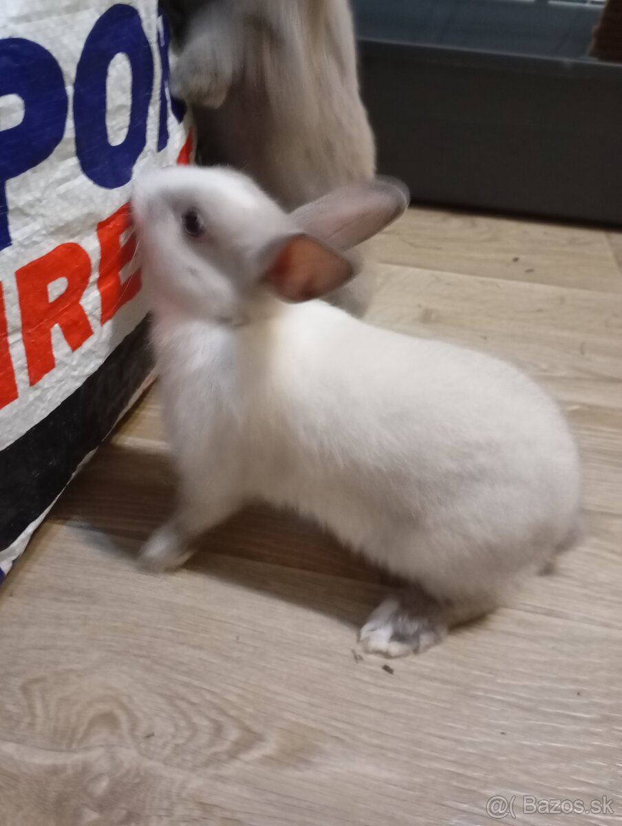 Zakrsly králik na predaj - 3