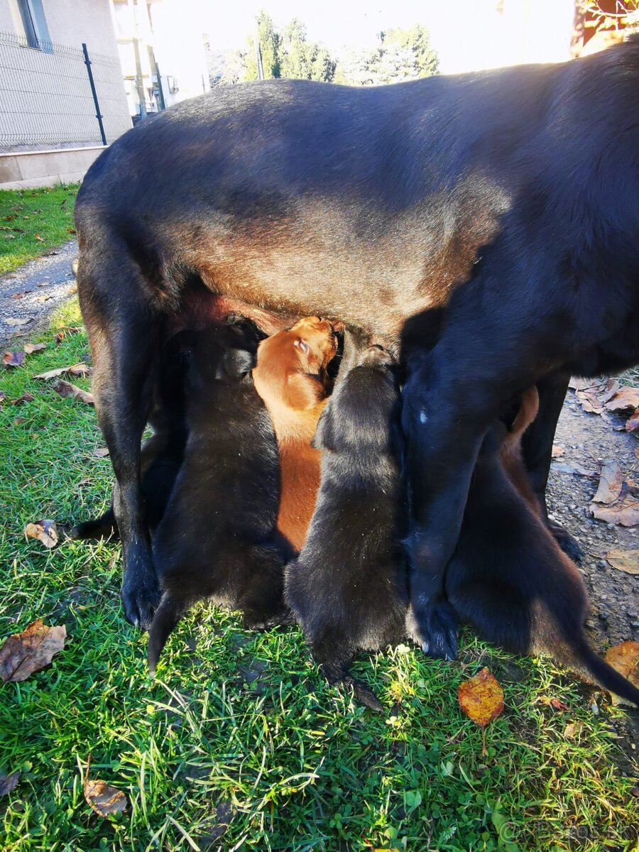 Labrador štaniatka - 3