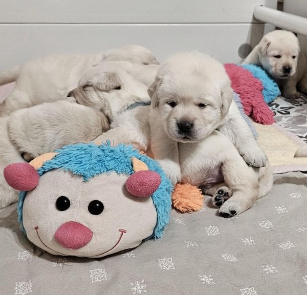 Labrador šteniatka s PP - 3