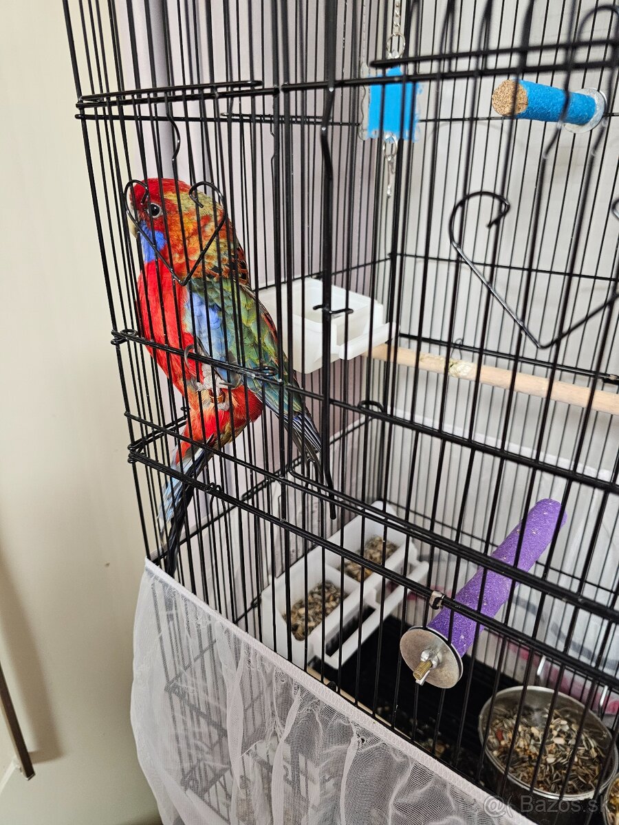 Samec rozela penant - 3