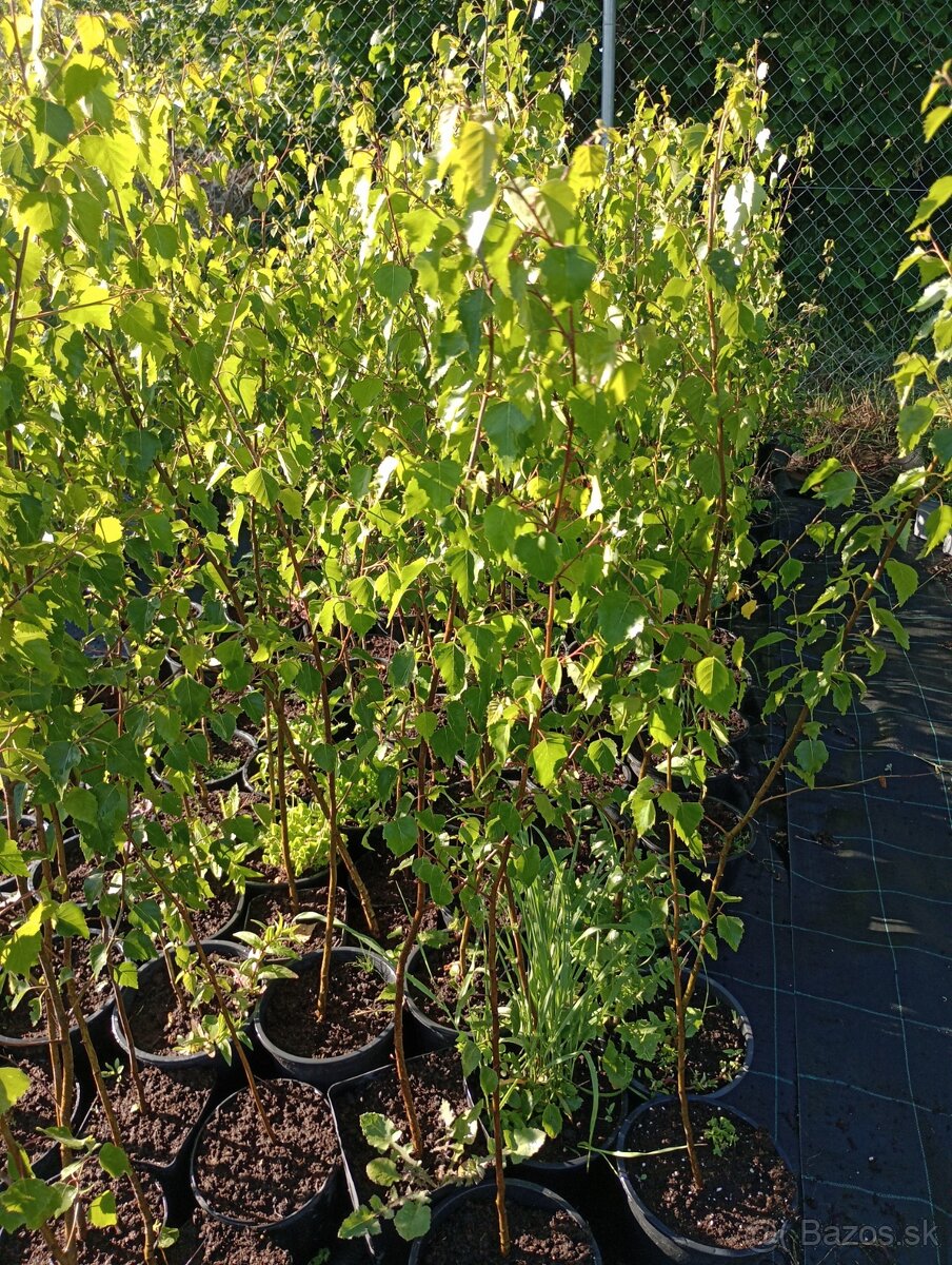 Breza Previsnutá-breza biela - 3