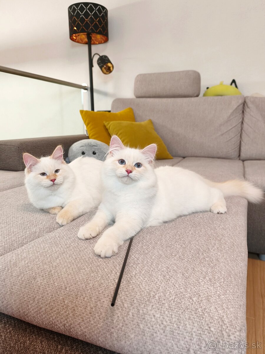 Mačiatka Neva Masquerade - 3