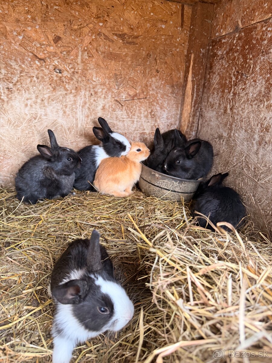 Zajce na predaj - 3