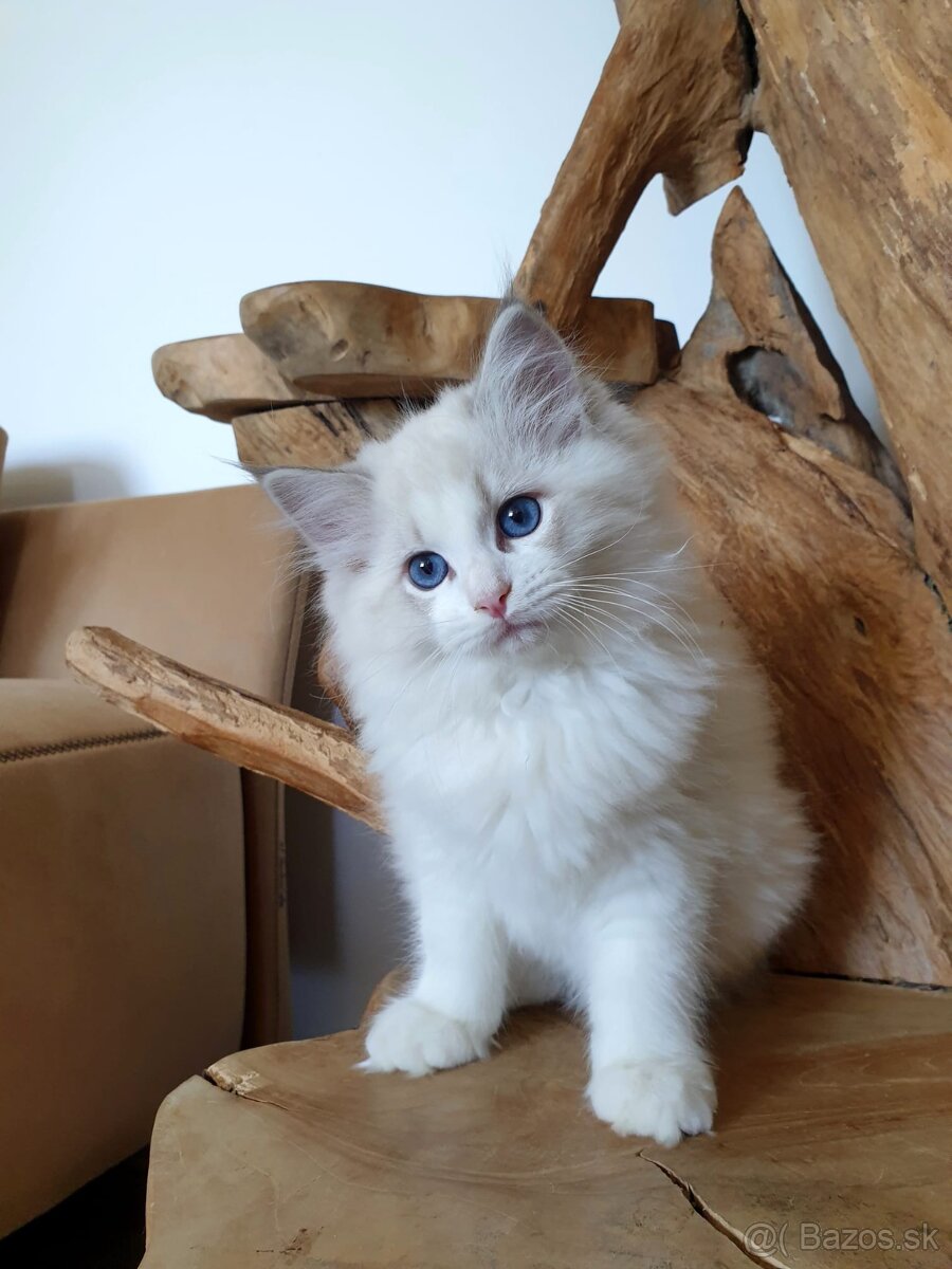 Ragdoll koťátko do chovu s PP - 3