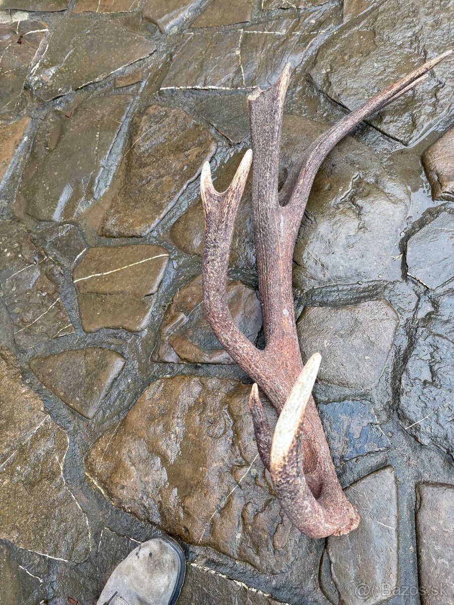 4,8 kg parozie solo - 3