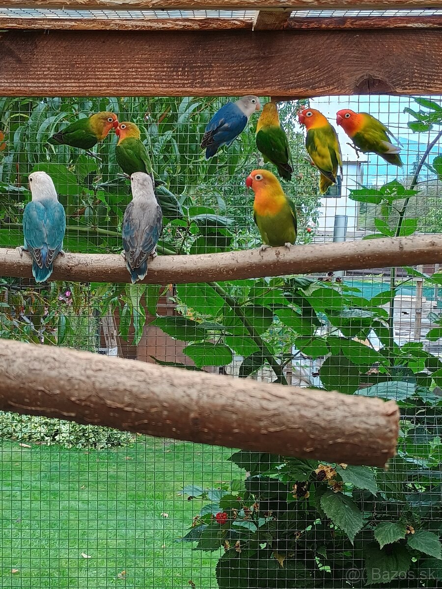 Predam agapornis fischer - 3