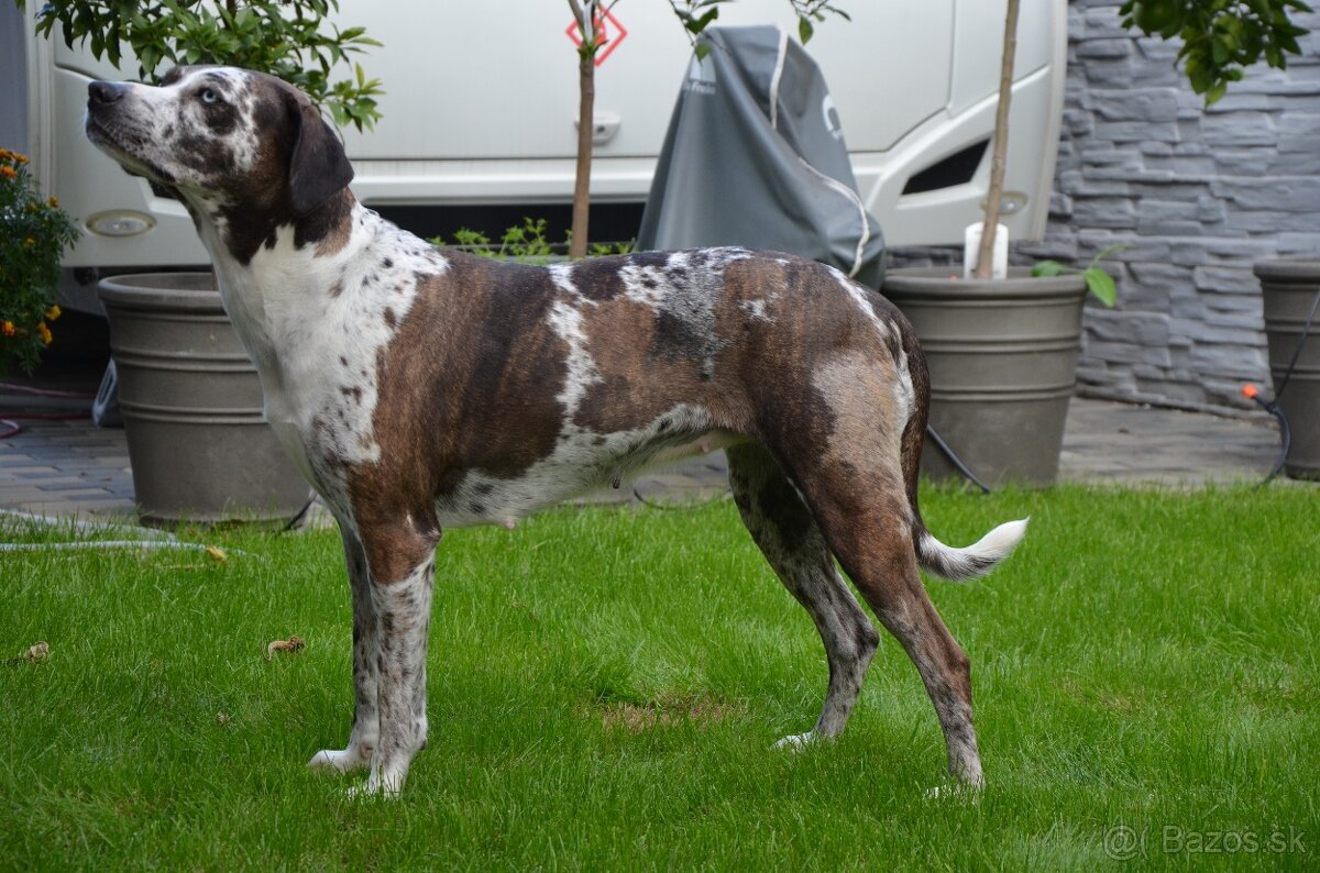 Louisianský leopardí pes s PP - 3