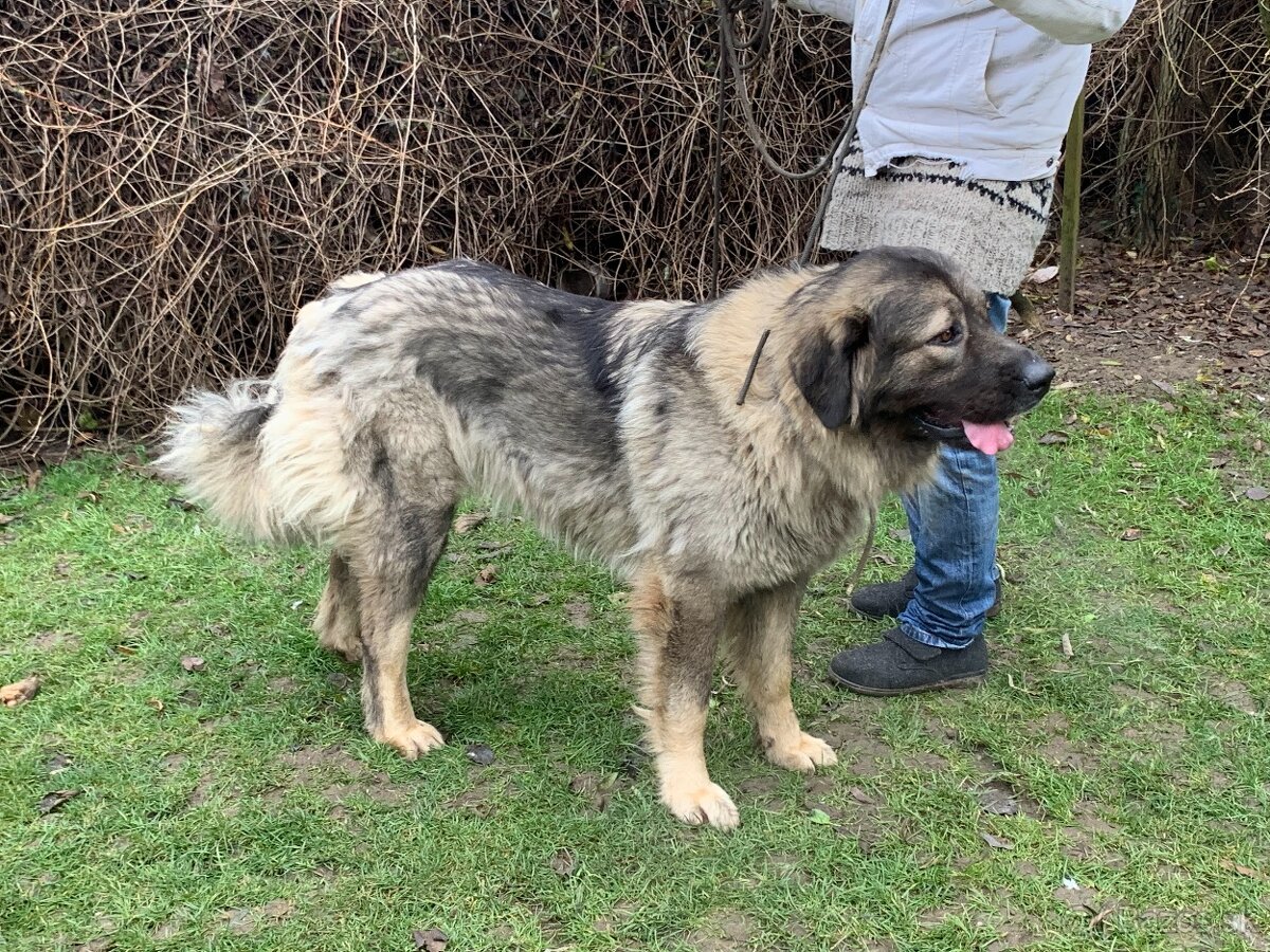 Kaukazský ovčiak - 3