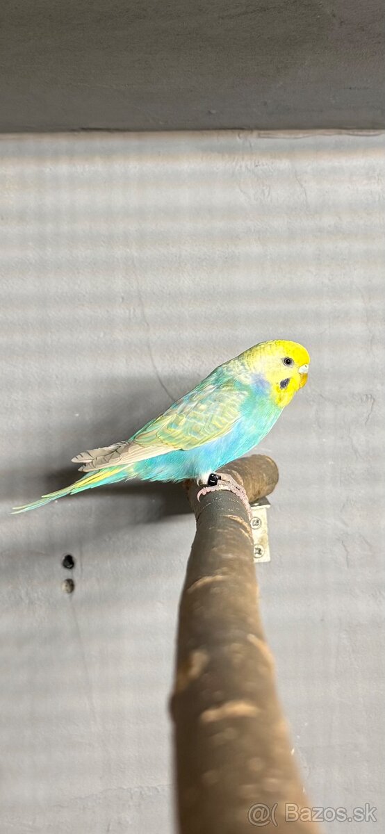 Andulky dúhové - 3