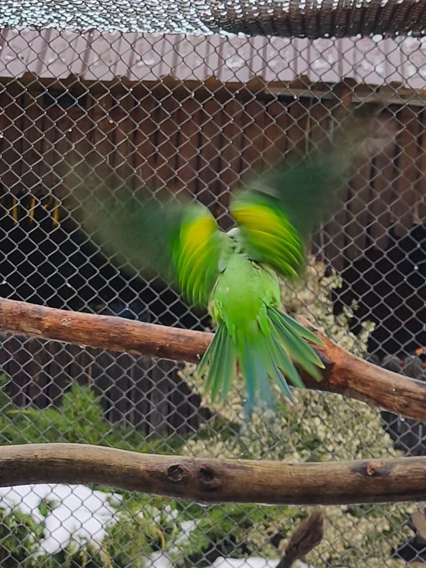 Alexander fúzatý - 3