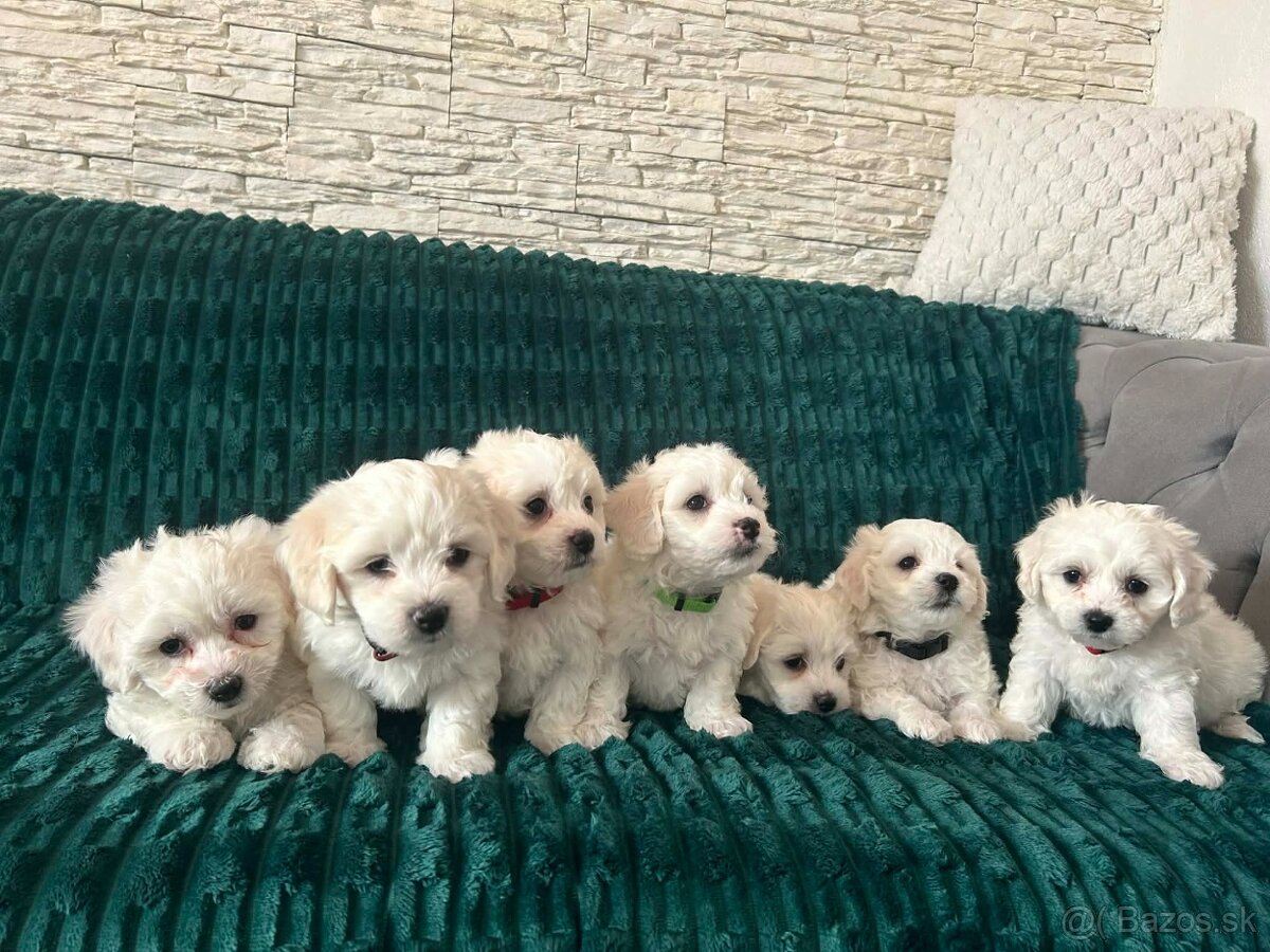 Čisto krvny maltezak - 3