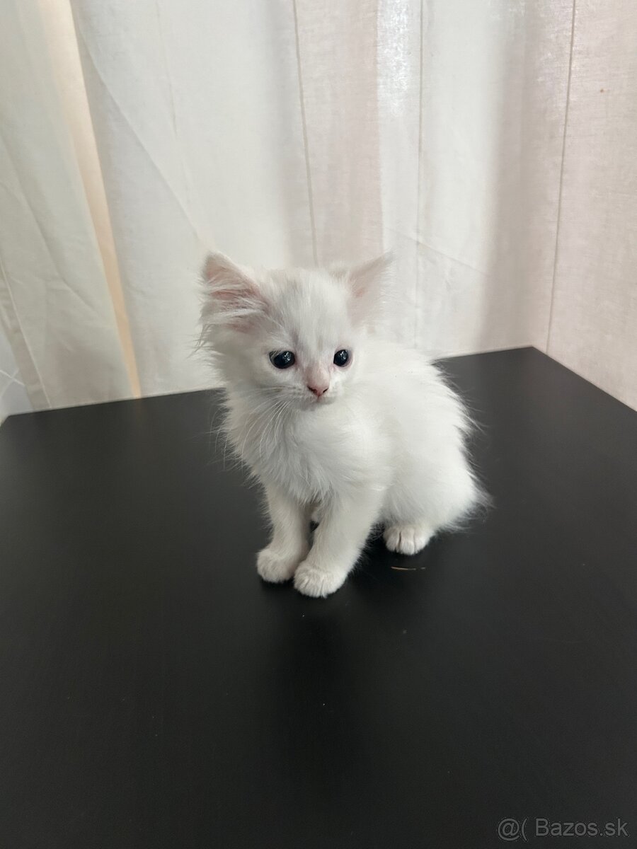 Predám bielu macicku Turecka angora - 3