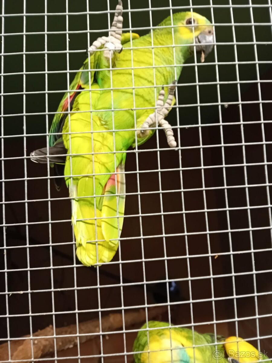 Ara ararauna, Amazoňan modročelý - 3