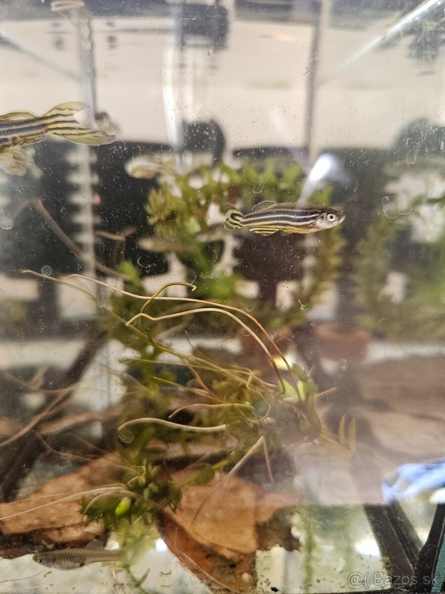 Danio pruhovane - 3