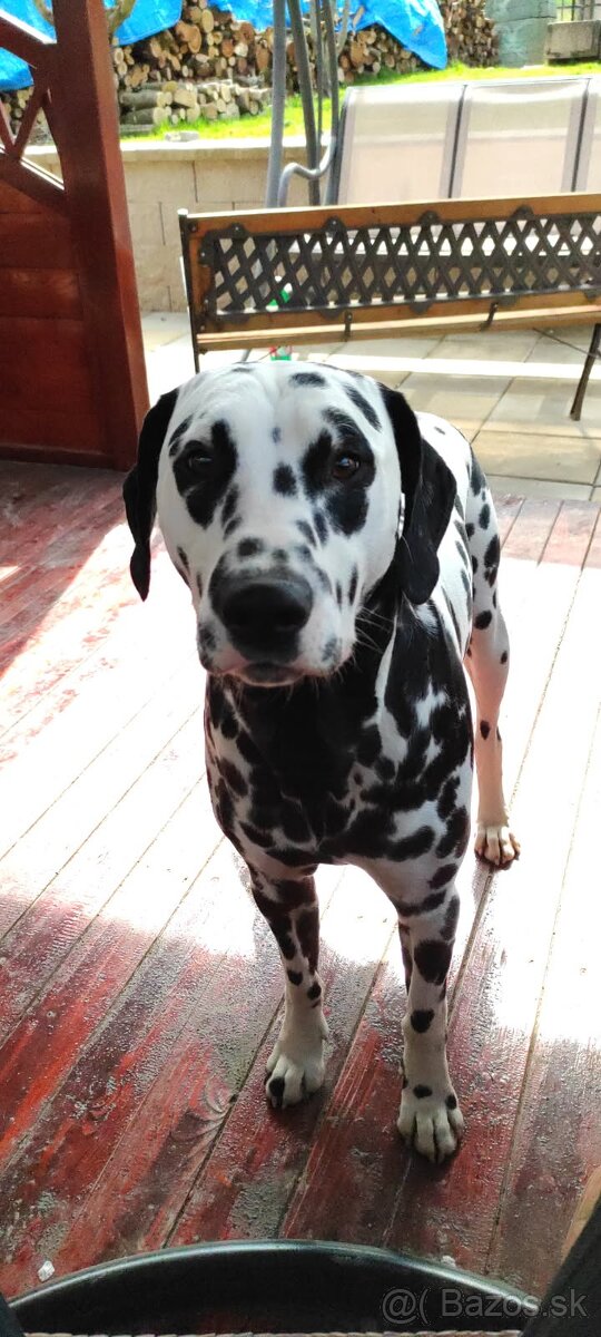 Dalmatin na krytie - 3