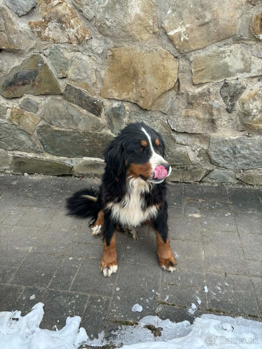 Bernský salašnícky pes - 3