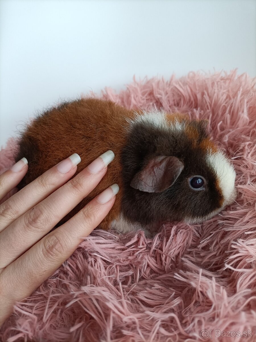 Morčatá Us Teddy - 3