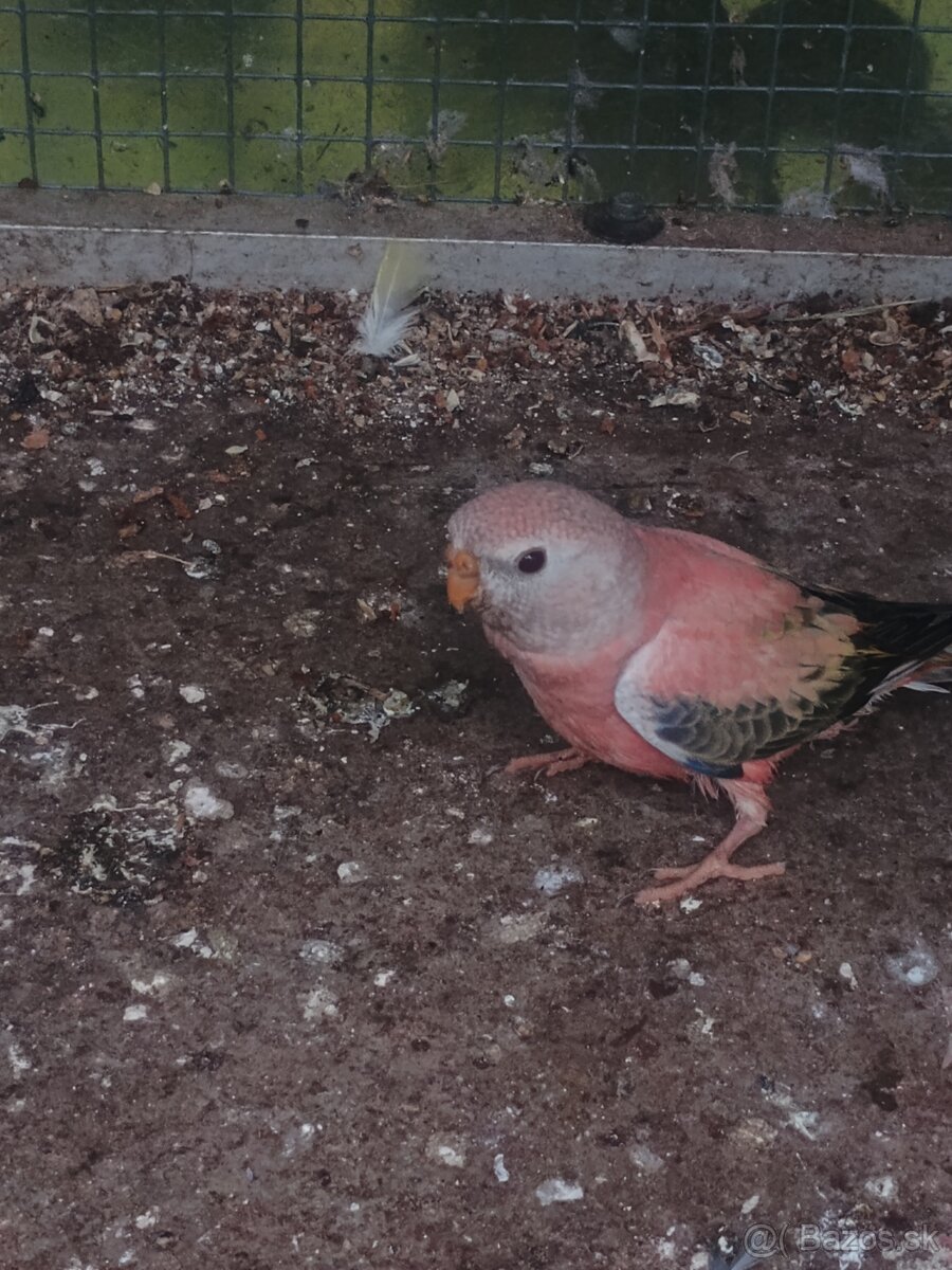 Neoféma Bourkova - 3