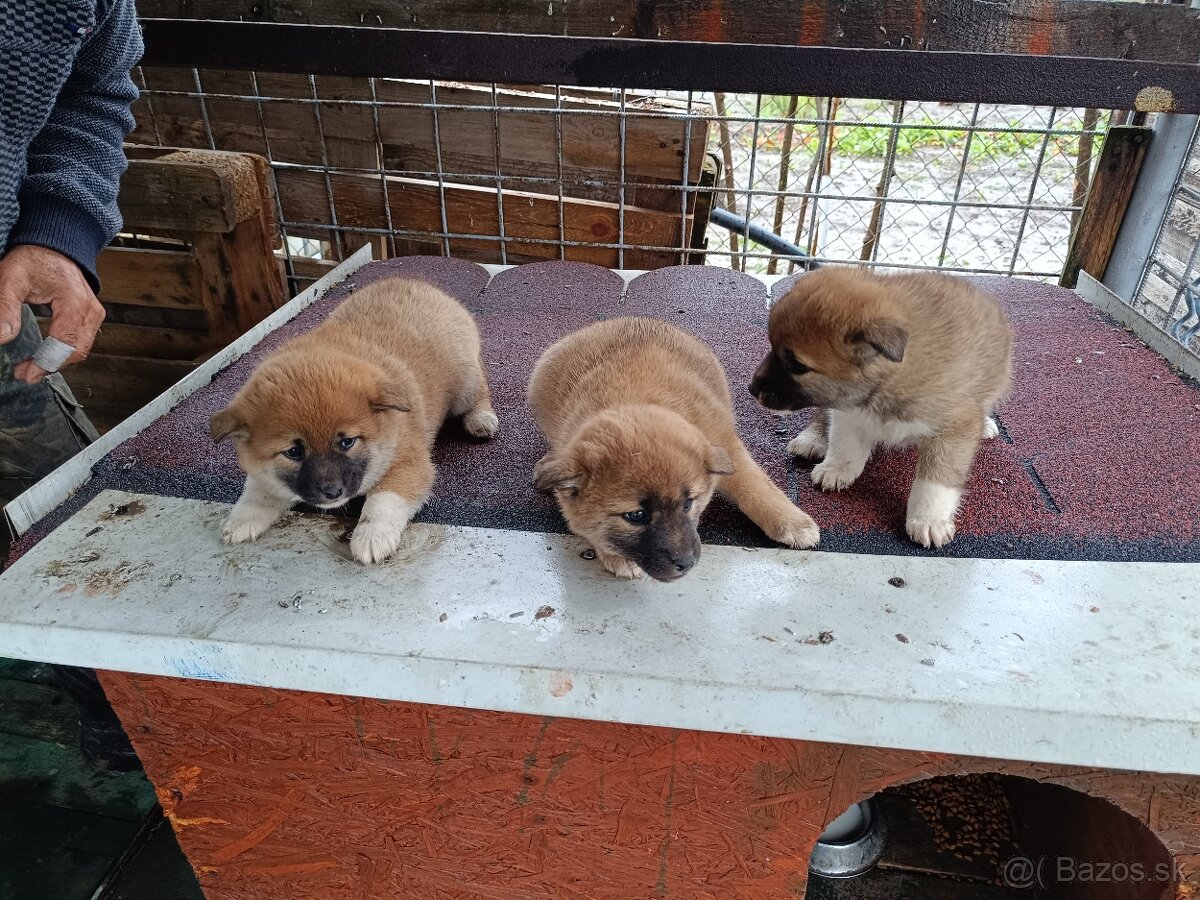 Šteniatka shiba inu - 3