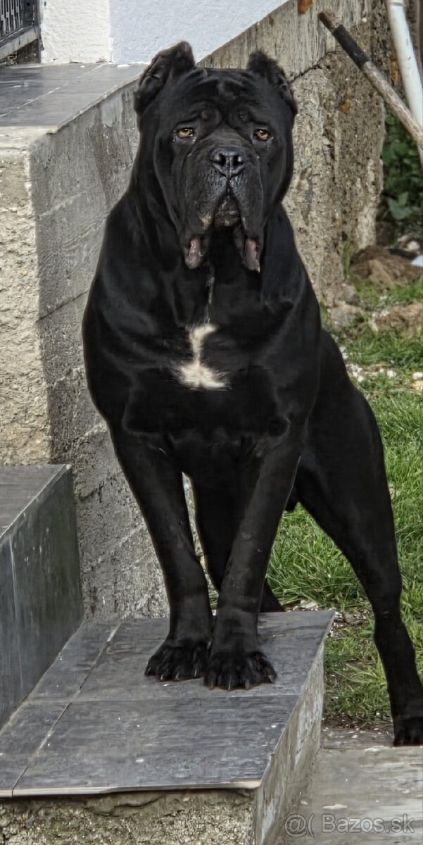 Cane corso šteniatka - 3