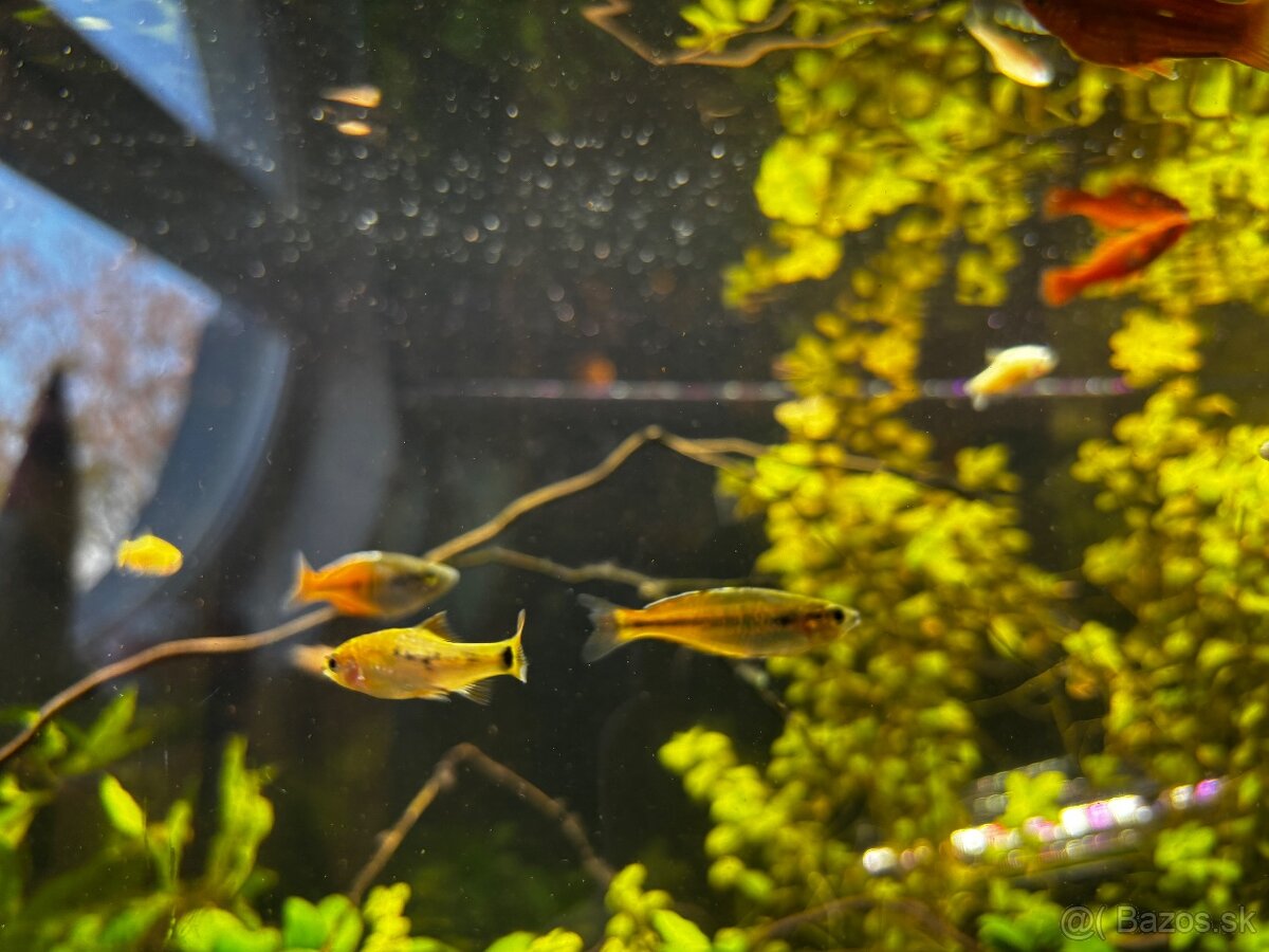 Rybyčky - akvaristika - 3