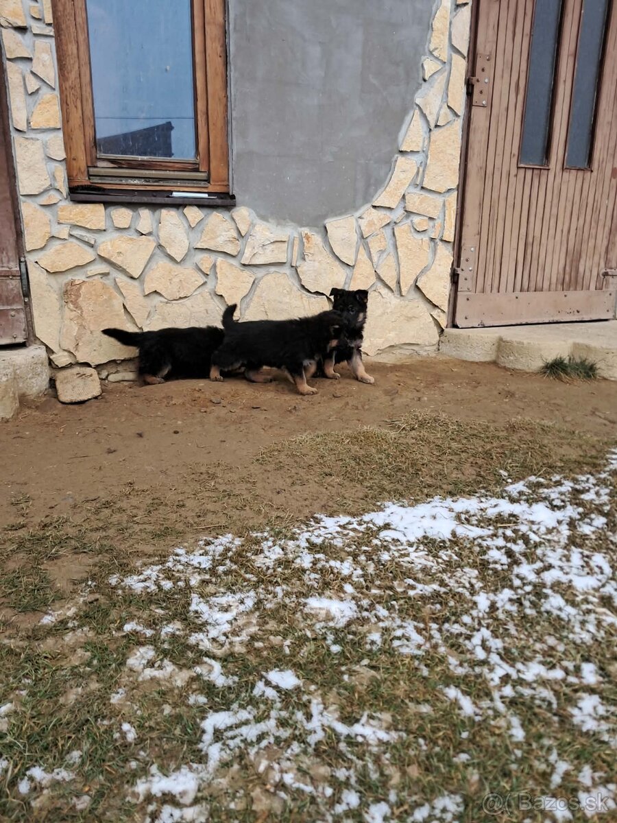 Nemecký ovčiak - 3