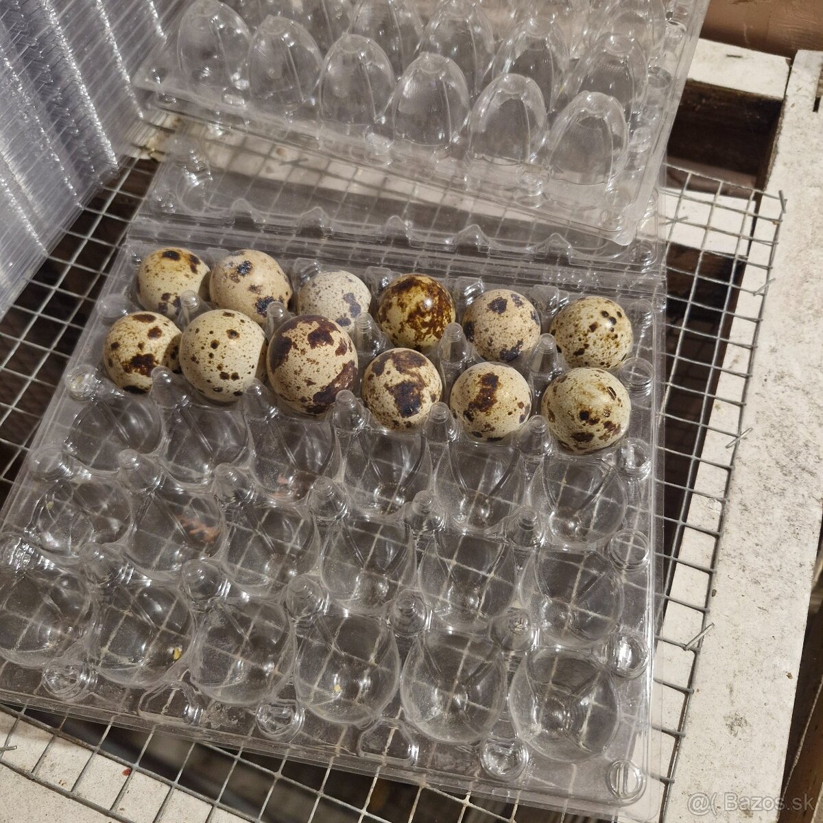 Japonské prepelice - 3