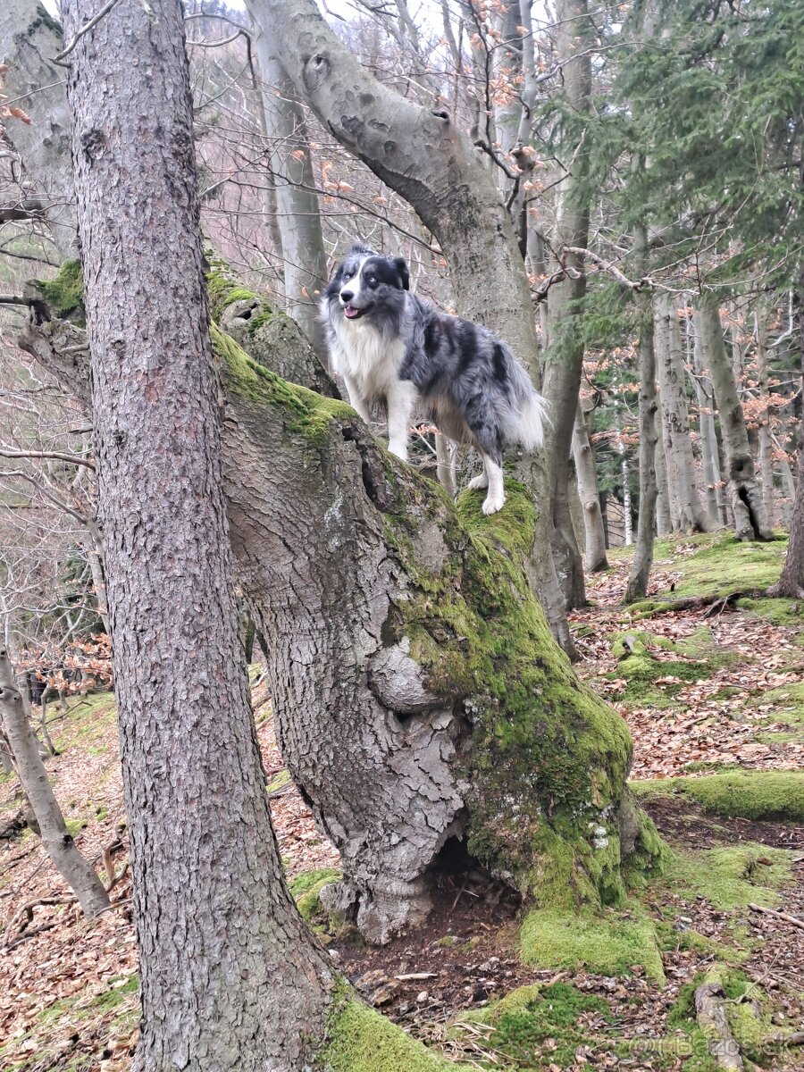 Borderkolia psík krytie - 3