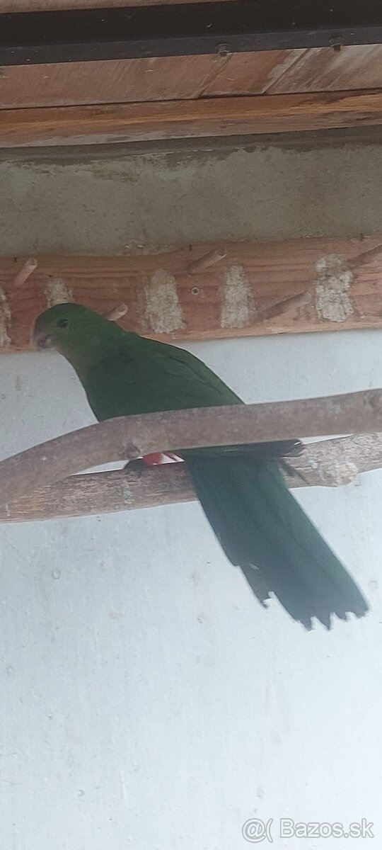 Papagaj kralovsky - 3