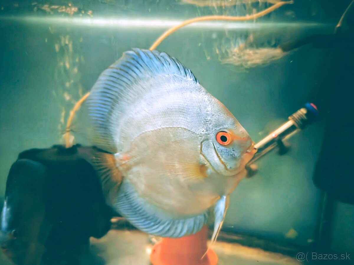 Diskus terrcovce chovný pár Blue diamond - 3