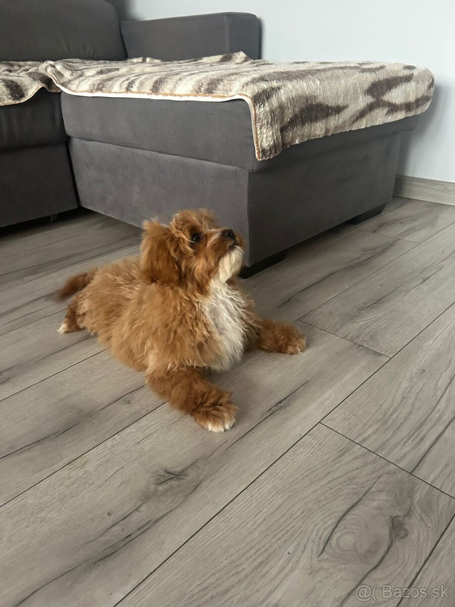 Šteniatko Cavapoo - 3