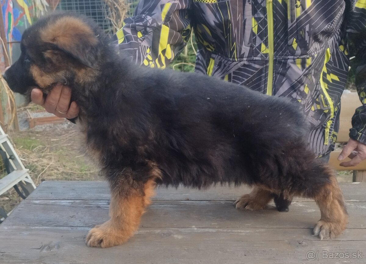 Nemecký ovčiak - 3