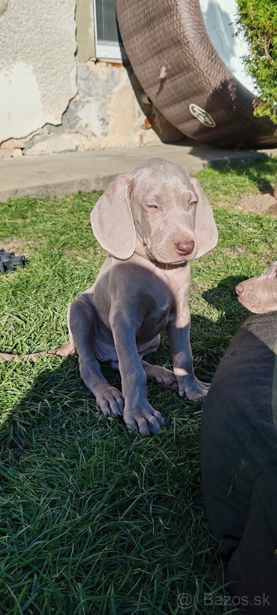 Weimarsky stavač - 3